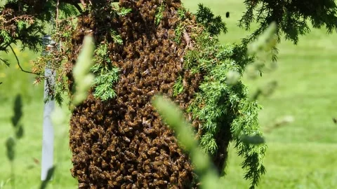 Static shot of a swarm of bees surrounding a queen bee on a small tree Stock Footage 248504259