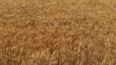 Static Shot Swaying Wheat Field Vidéo 332774821