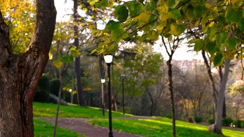 Static Shot Of A Swaying Yellow And Green Leaves Before Empty Walking Trail.	 Stock Footage 166734319