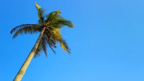 Static shot of a tall coconut tree with blue skies in the background Stock Footage 106363072