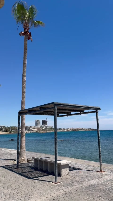 Static shot of a tall palm tree and cozy pedestrian rest area near the sea Stock Footage 337366696