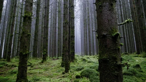 Static Shot of Tall Pine Trees in Misty Mossy Forest Stock Footage 329937366