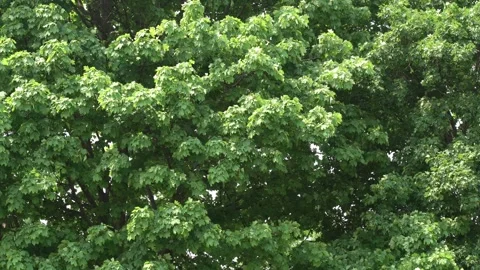 Static shot of tall tree leaves moving by wind Stock Footage 244740702