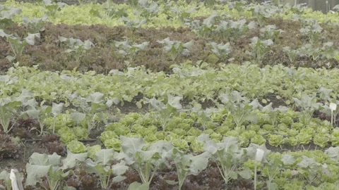 Static Shot of Terraced Organic Vegetable Garden/Farm Rows Stock Footage 320634188