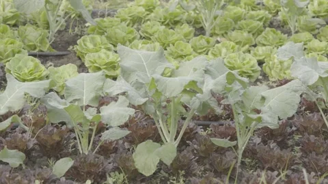 Static Shot of Terraced Organic Vegetable Garden/Farm Rows Stock Footage 320634193