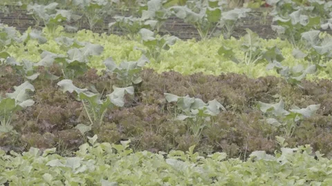 Static Shot of Terraced Organic Vegetable Garden/Farm Rows Stock Footage 320634200