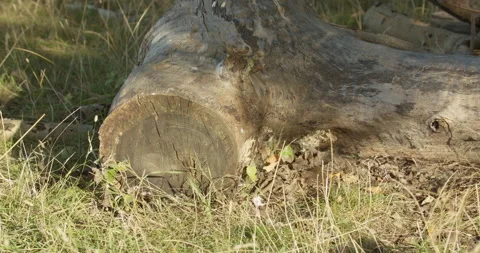 Static shot of textured log in sunshine Stock-Footage 150374947