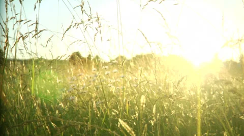 Static shot through the grass at a beautiful sunset. Stock Footage 33989161