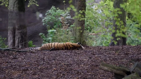Static Shot: Tiger Resting on Mulch in Lush Zoo Enclosure, Belgium Stock Footage 341419240