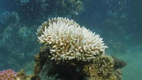 Static shot of tiny fish swimming over bleached Acropora Finger Coral. Video stock 290792508