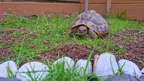 Static Shot of Tortoise Walking Toward Camera Stock Footage 318004295