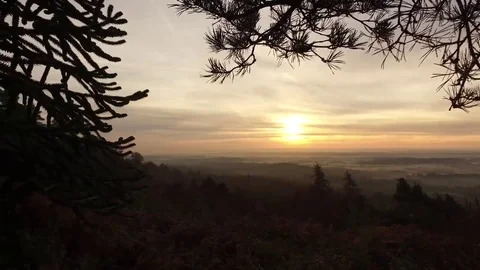 Static shot of a tree branch at sunrise. Vídeo Stock 69194264