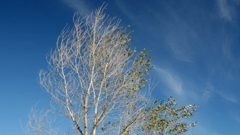 Static shot on tree with a few leaves left. Blue sky. Stock Footage 120449936