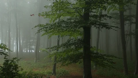 Static shot. Tree in foggy forest. Light coming from left Stock Footage 92440107