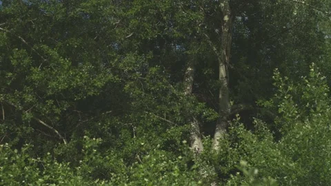 Static shot of tree with green leafs. Warm summer sun light Stock Footage 135126375