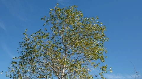 Static shot on tree with a nice green leaves. Blue sky. Stock Footage 120535829