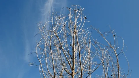 Static shot on tree with no leaves. Blue sky. Stock Footage 120449922