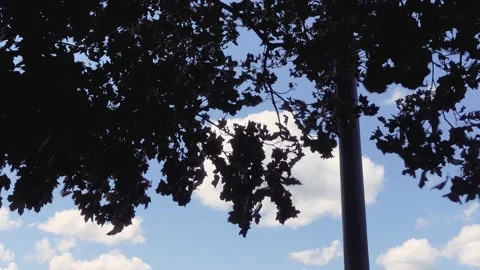 A static shot of the tree top of a huge plane tree. Sun rays in the tree Stock Footage 207727780