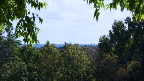 Static shot of trees blowing Stock Footage 99118064