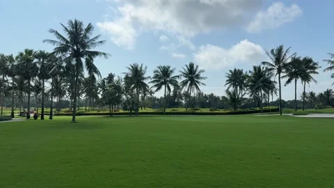 Static Shot of Tropical Coconut Palms on Lush Green Golf Course Stock Footage 330713281