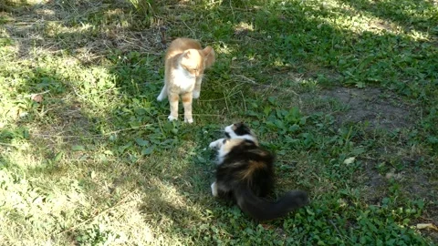 Static shot of two cats playing and wrestling on grass Stock-Footage 337693568