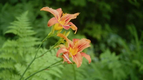 Static shot of two orange flowers Stock Footage 158762255