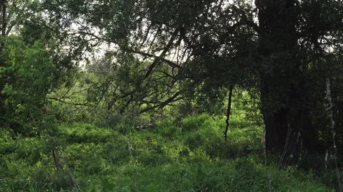 Static shot under a tree in a meadow. Stock Footage 113656992