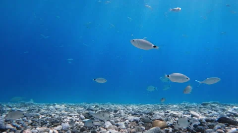 Static Shot Of Underwater Ocean Environment Stock Footage 336501471