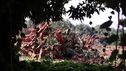 Static shot of Uprooted Tree Stumps Stock Footage 128233458