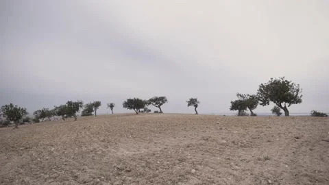 Static shot of valley with carob trees in the Mediterranean Stock Footage 133736956