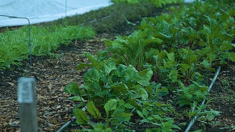 Static shot of vegetables growing in a garden Stock Footage 86011490