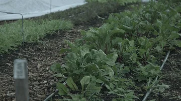 Static shot of vegetables growing in a garden Stock Footage 86011548
