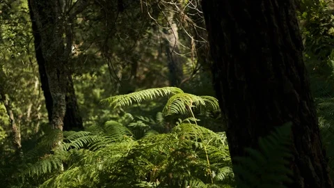 Static shot of vegetation in the middle of forest in Sintra Stock Footage 112722378