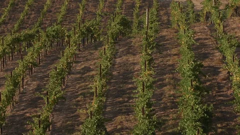 Static Shot of Vineyards From Above Stock Footage 99435518