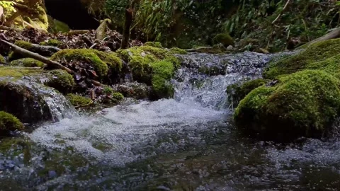 Static shot of water flowing. Mountain river and green moss Stock Footage 186633301