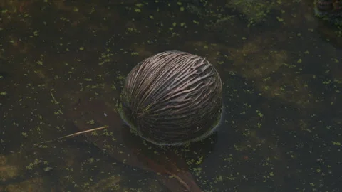 Static Shot of Weathered Suicide Tree Seed Pod Floating in Murky Pond Water Stock Footage 329346062