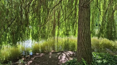 Static shot of weeping Willow tree on lake shore with branches hanging Stock Footage 277378185