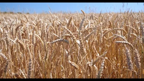Static shot of wheat growing in a field in Essex, England in the UK. Taken .. Stock Footage 282580722