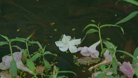 Static Shot of White and Pink Flowers Floating on Dark Pond Water Stock Footage 329278287