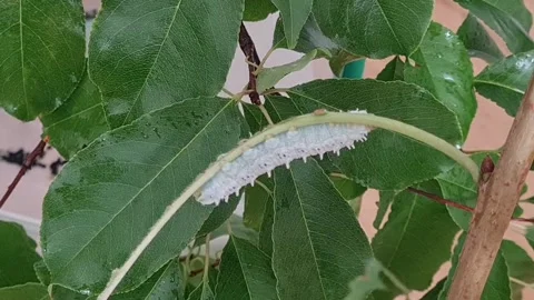 Static shot of white caterpillar climbing a small branch. Stock Footage 250151154