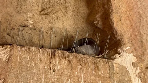 Static shot of a wild pigeon nesting behind metal bird spikes in ancient ruins Stock Footage 337370128