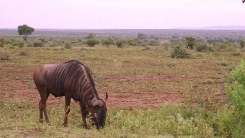 Static shot of a wildebeest grazing peacefully in the African savanna Stock Footage 254599565