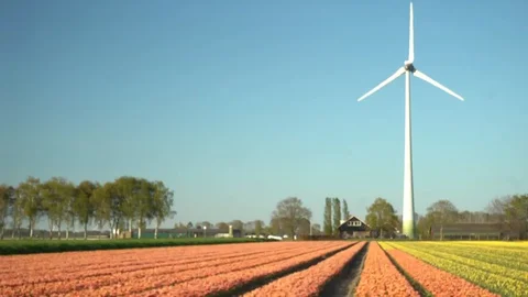A static shot of a windmill and red/yellow tullips Video stock 128712471