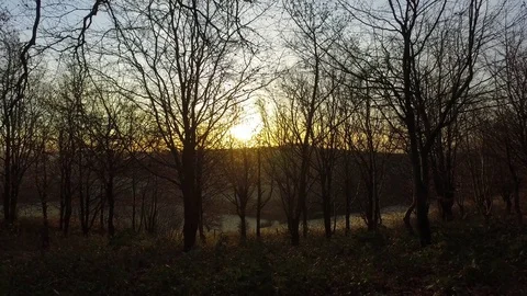 Static shot in the woods. Stock Footage 71133920
