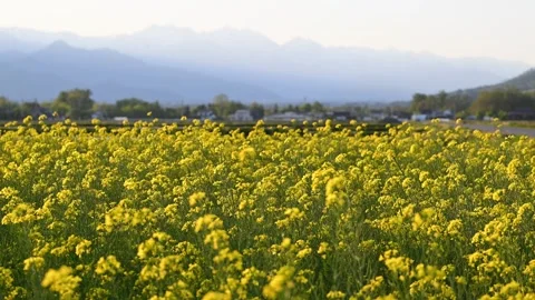 Static Shot of Yellow Rapeseed Field with Northern Alps in Azumino, Japan Stock Footage 327425229