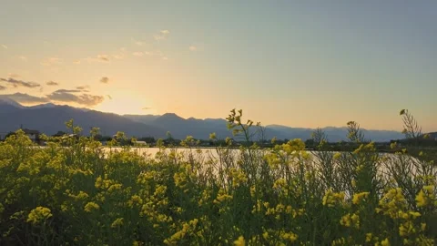 Static Shot of Yellow Rapeseed Field with Northern Alps in Azumino, Japan 動画素材 327425304