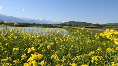 Static Shot of Yellow Rapeseed Field with Northern Alps in Azumino, Japan Video stock 327427181