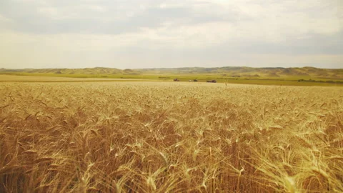 Static shot of yellow wheat ears developing in wind. Wheat field on background Stock Footage 140408588