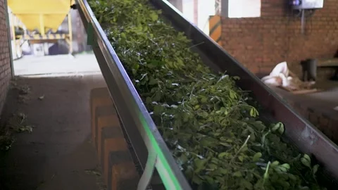 Static Shot of Yerba Mate Leaves on Conveyor Belt During Industrial Processing Stock Footage 318276438