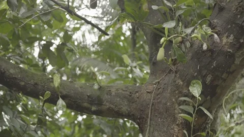 Static Shot of Young Jackfruit (Jaca) Growing on Tropical Jackfruit Tree Stock Footage 320633749